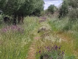 Flora del Cerro Masatrigo